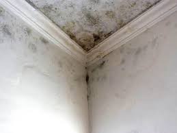 Best Forensic Mold Investigation in Clton, IN