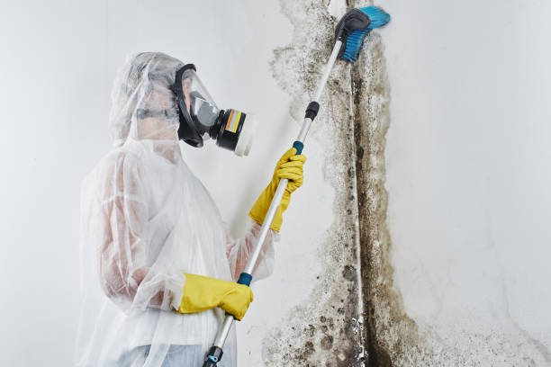 Best Attic Mold Removal in Clton, IN